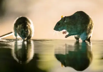 Rodents