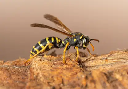 Stinging_Insects