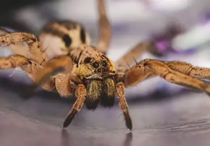 Spiders