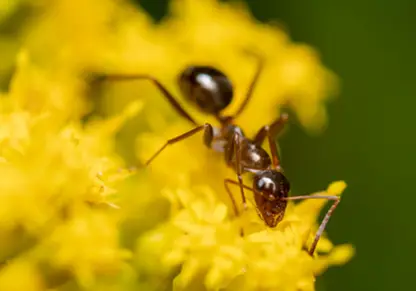 Ants