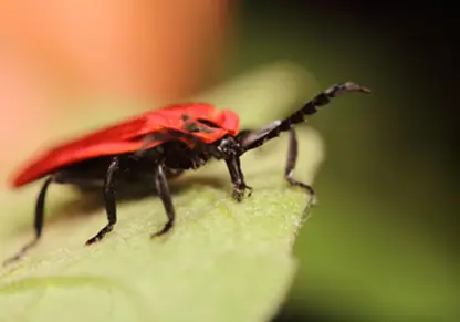Box_Elder_Bugs